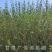 供应沙枣树苗，自产自销1-3年生沙枣树苗