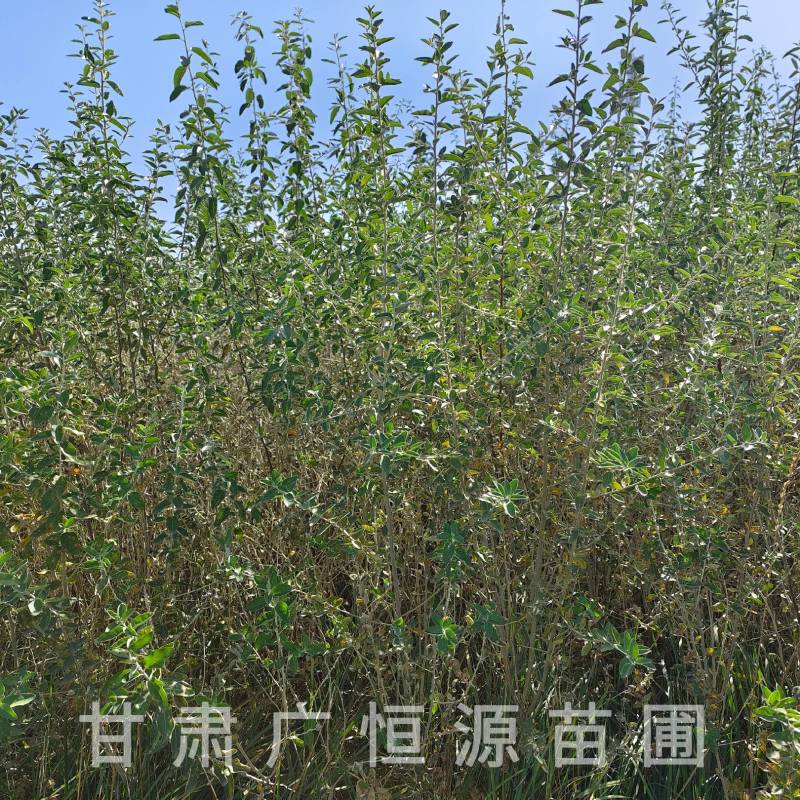 供应沙枣树苗，自产自销1-3年生沙枣树苗