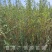 供应沙枣树苗，自产自销1-3年生沙枣树苗