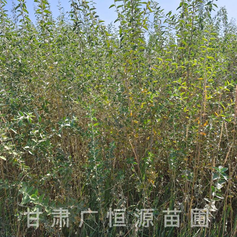 供应沙枣树苗，自产自销1-3年生沙枣树苗