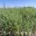 供应沙枣树苗，自产自销1-3年生沙枣树苗