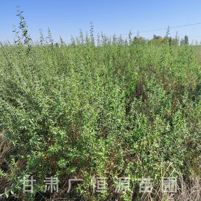 供应沙枣树苗，自产自销1-3年生沙枣树苗