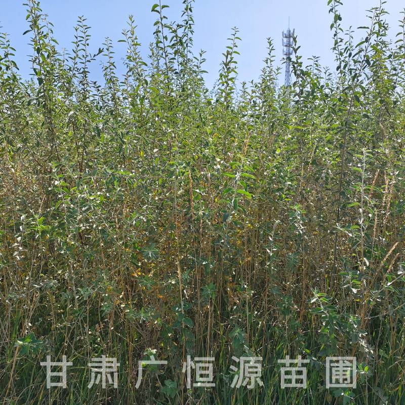 供应沙枣树苗，自产自销1-3年生沙枣树苗