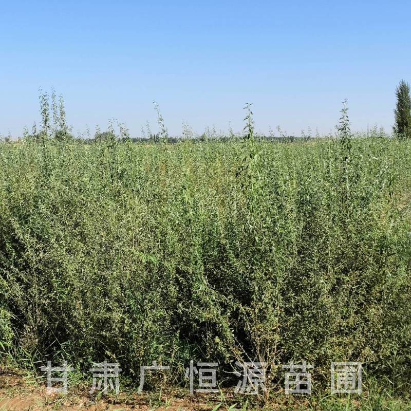 供应沙枣树苗，自产自销1-3年生沙枣树苗