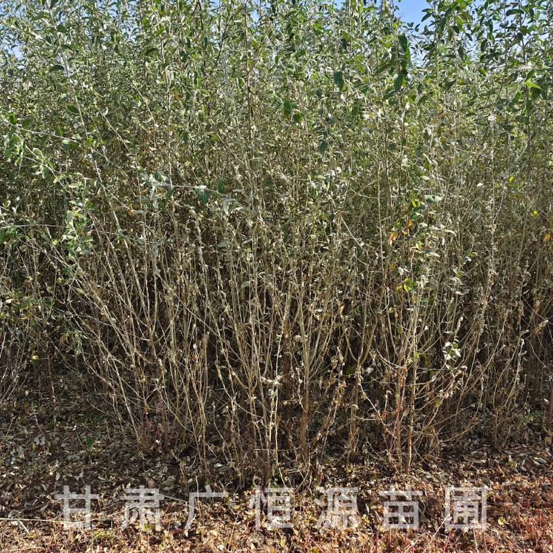 供应沙枣树苗，自产自销1-3年生沙枣树苗