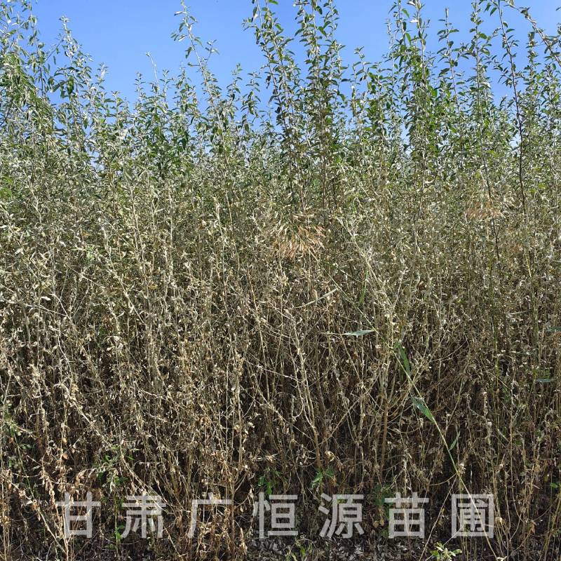 供应沙枣树苗，自产自销1-3年生沙枣树苗