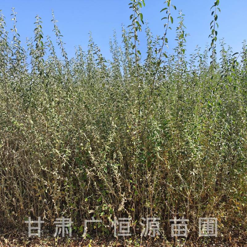 供应沙枣树苗，自产自销1-3年生沙枣树苗