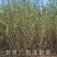 供应沙枣树苗，自产自销1-3年生沙枣树苗