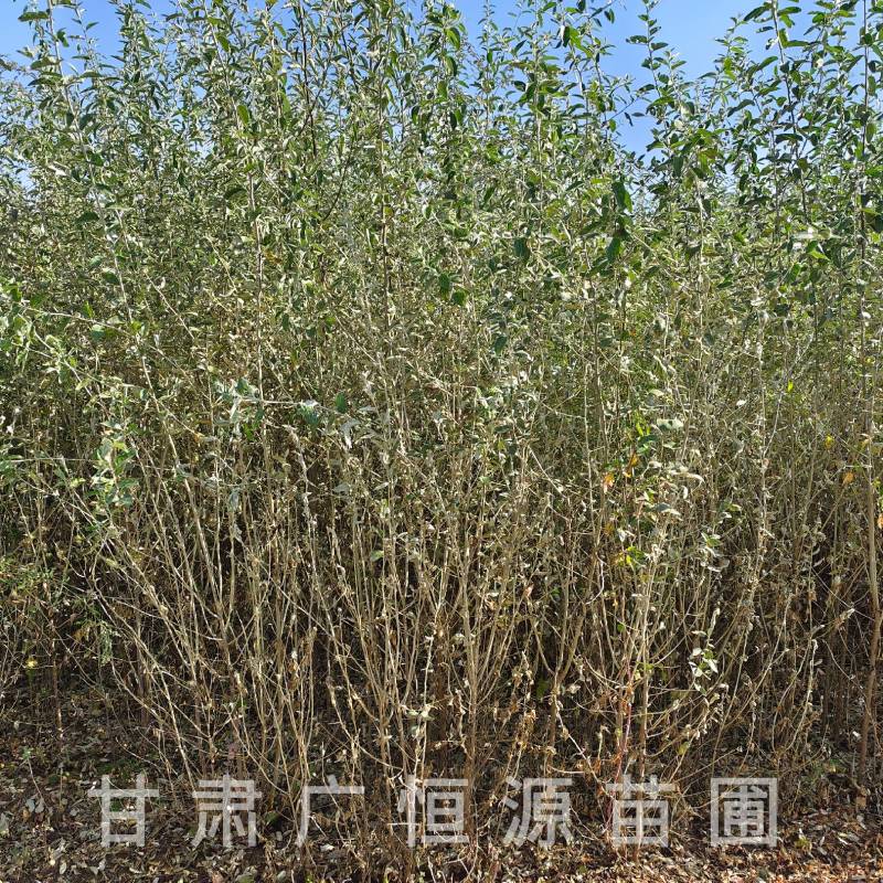 供应沙枣树苗，自产自销1-3年生沙枣树苗