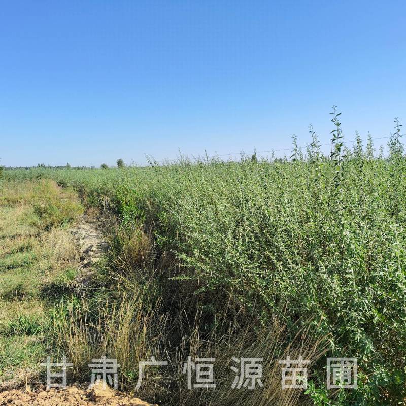 供应沙枣树苗，自产自销1-3年生沙枣树苗