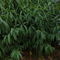 珍珠枣油桃树苗，品种保证，提供种植技水，视频