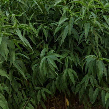 珍珠枣油桃冬雪蜜中油4桃树苗一年生