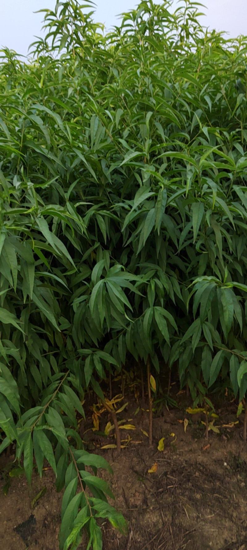 珍珠枣油桃冬雪蜜中油4桃树苗一年生