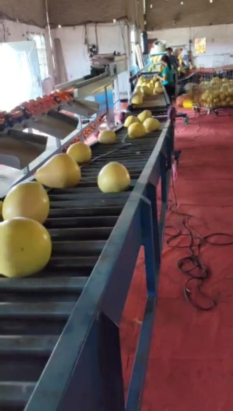 红柚大量批发产地货源大量上市欢迎咨询