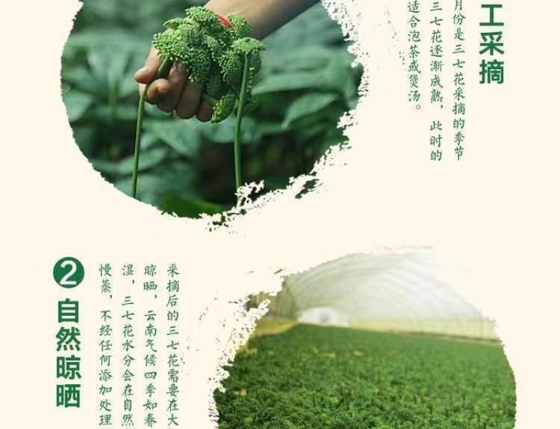 云南文山三七花茶头茬新花田七花茶精选四年生三七花