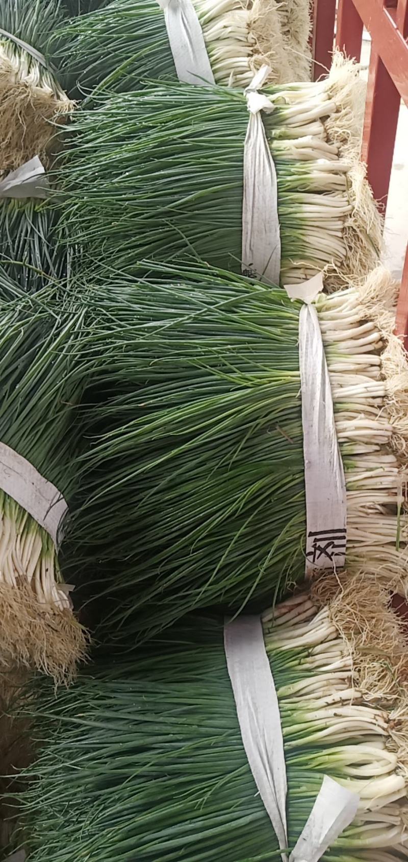 四季葱，大黑米葱，高铁葱，大量上市，有需要的老板请联系。