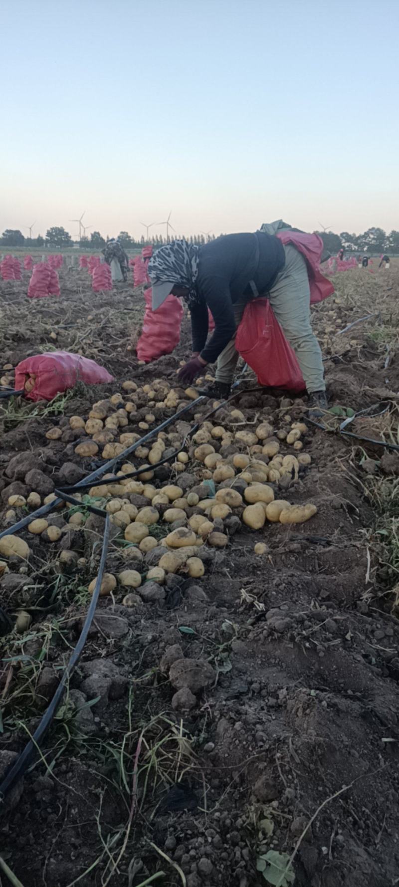 张家口蔬菜种植基地现货大量供应荷兰十五，希森，V7，