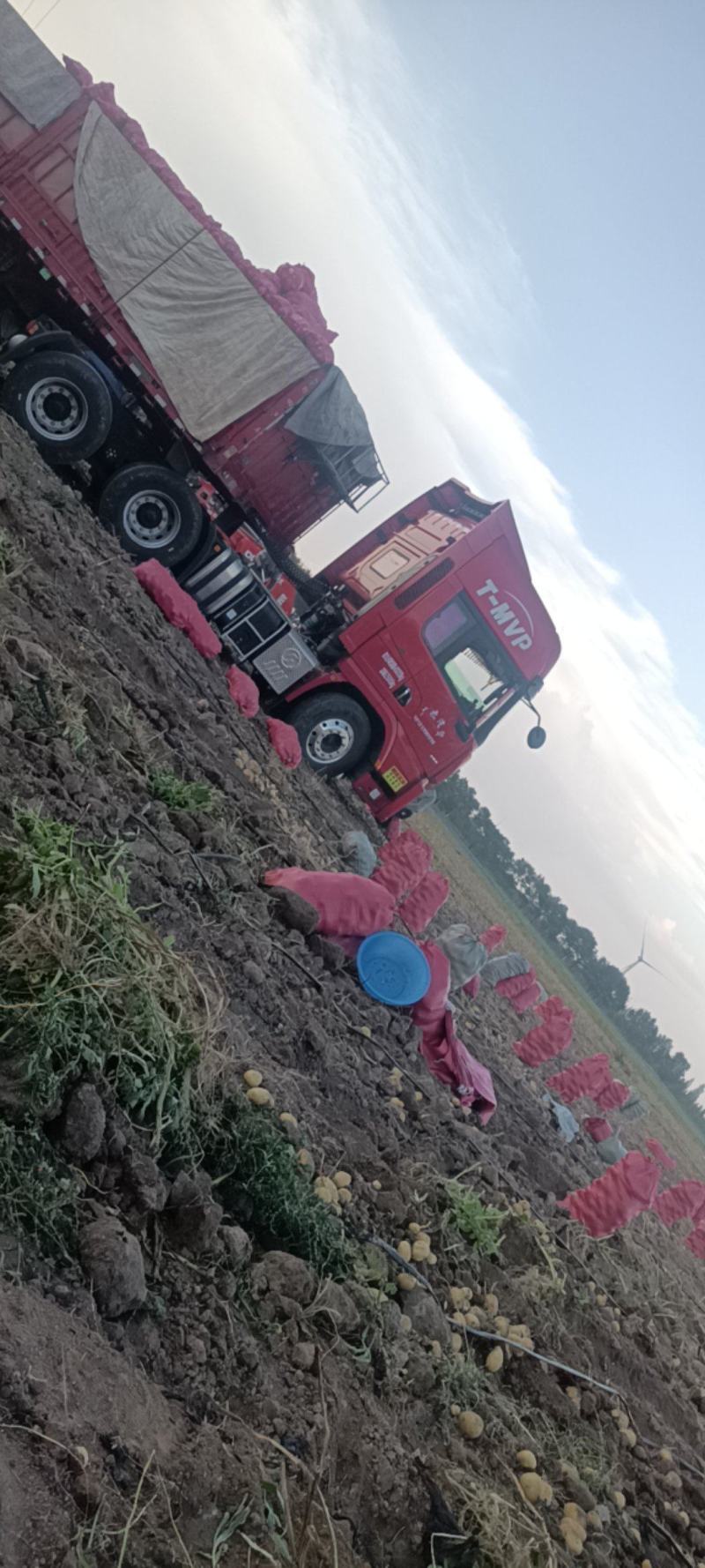 张家口蔬菜种植基地现货大量供应荷兰十五，希森，V7，