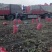 张家口蔬菜种植基地现货大量供应荷兰十五，希森，V7，