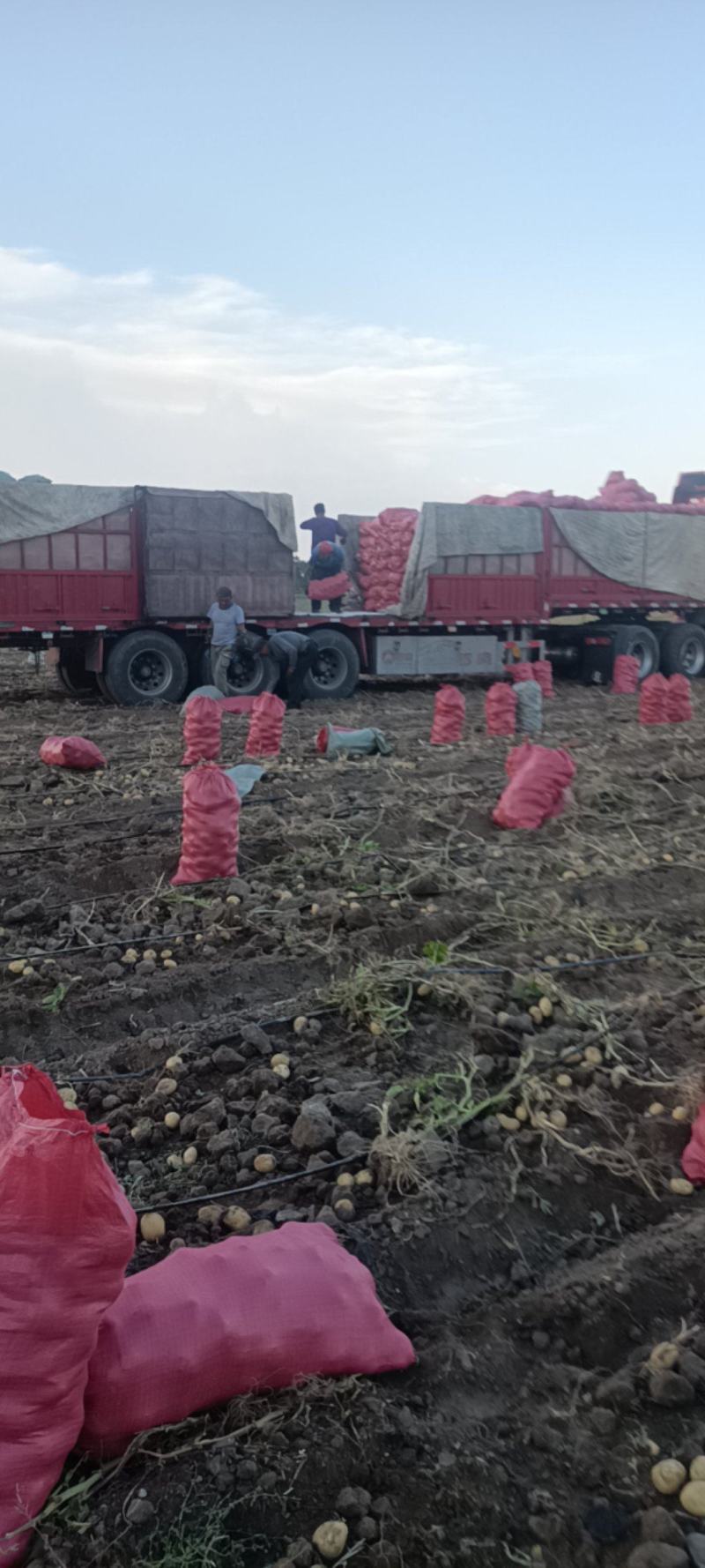 张家口蔬菜种植基地现货大量供应荷兰十五，希森，V7，
