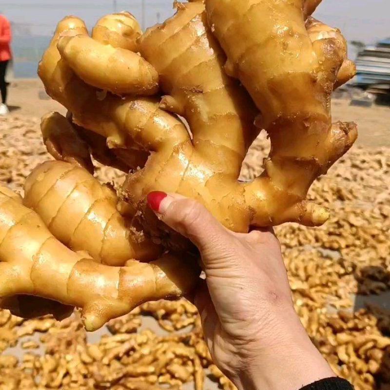 【电商专用】优质山东生姜～品种齐全～大量现货～品质保证