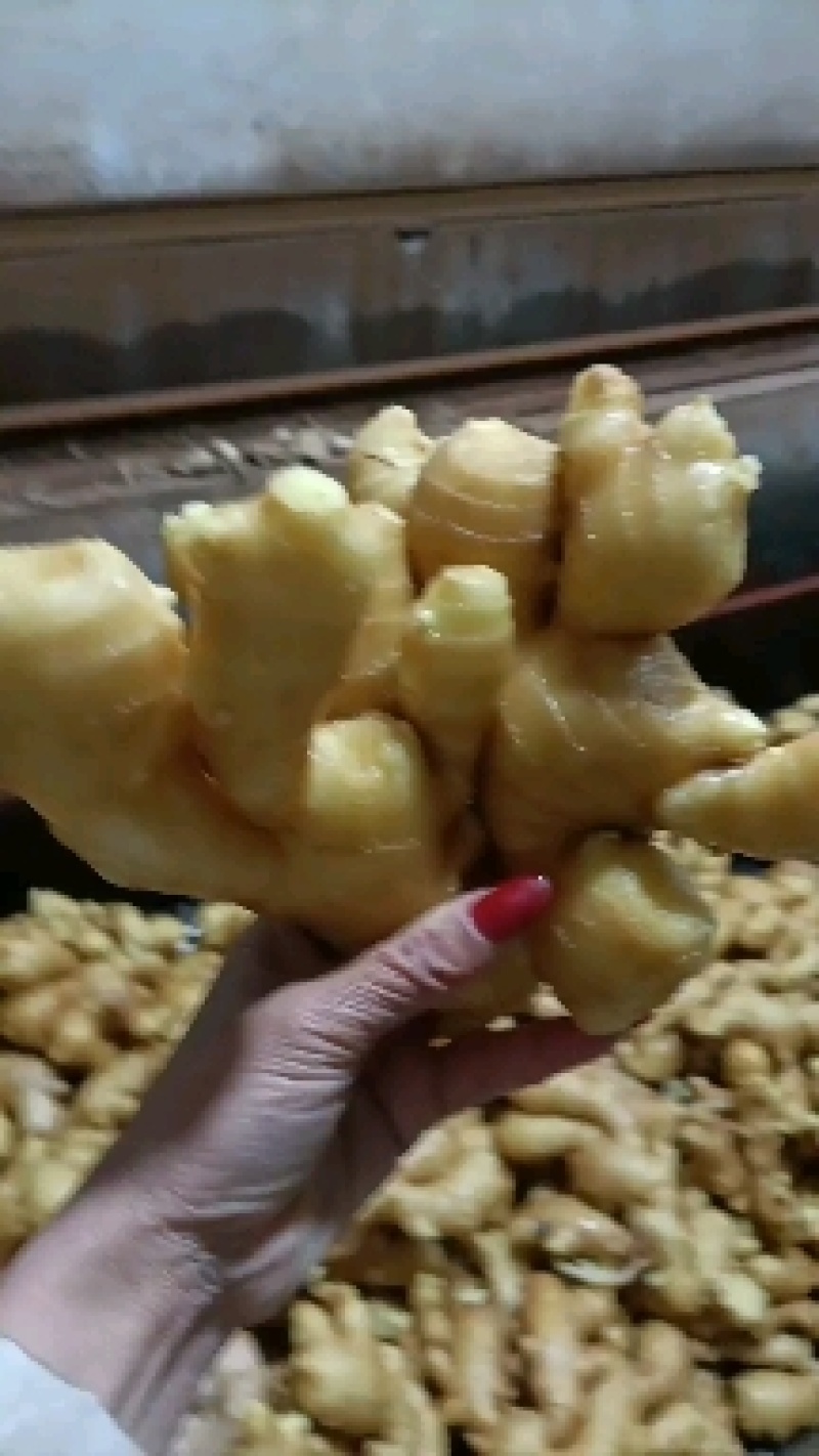 【电商专用】优质山东生姜～品种齐全～大量现货～品质保证