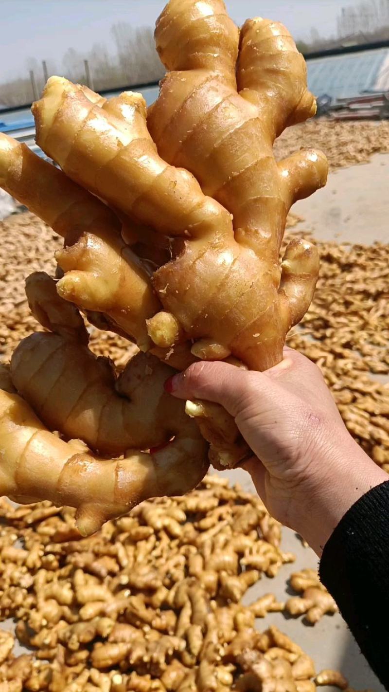 【电商专用】优质山东生姜～品种齐全～大量现货～品质保证