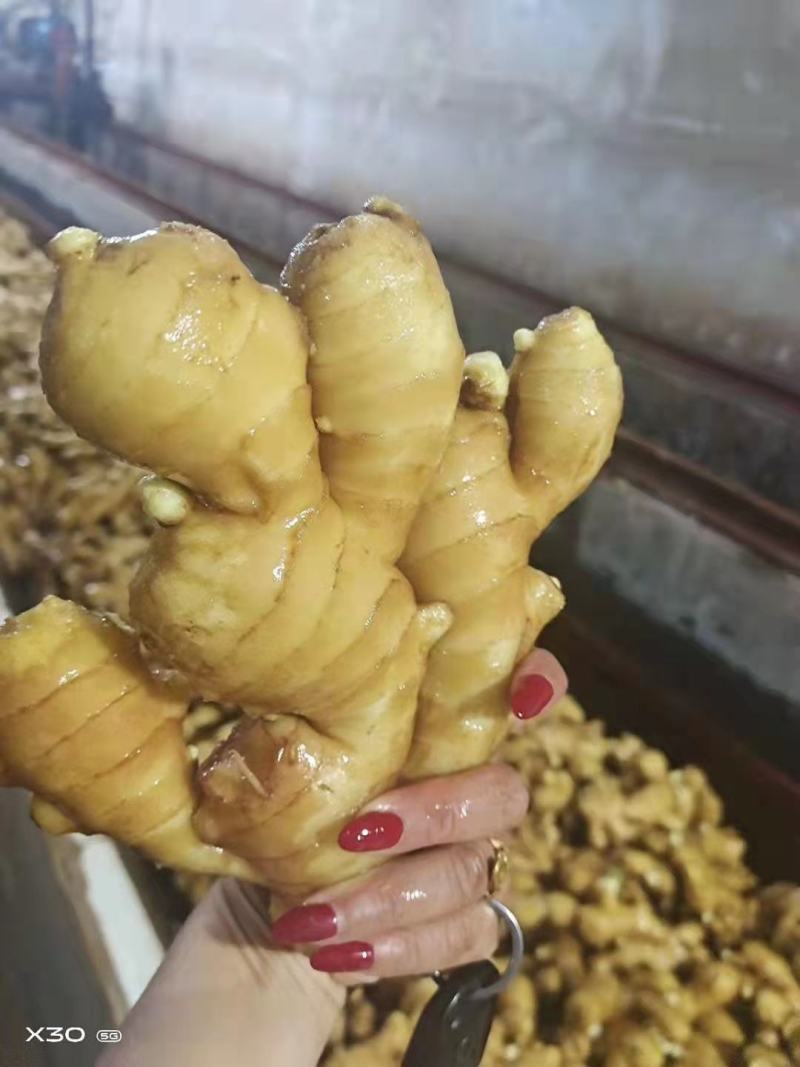 【电商专用】优质山东生姜～品种齐全～大量现货～品质保证