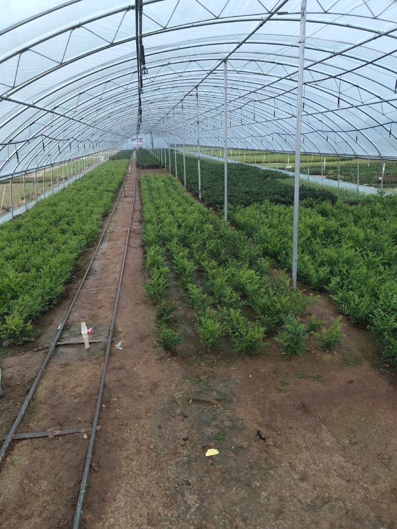 珊瑚樱盆栽观果植物冬珊瑚看樱桃洋樱桃四季果