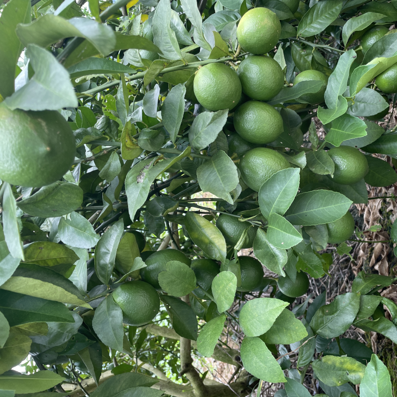 香水柠檬