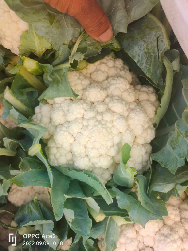 精品有机花万亩基地，质量好价格优。。。。