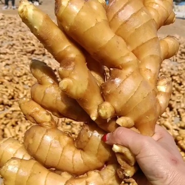 山东【大黄姜小黄姜鲜姜】大量有货色泽鲜艳辣味足
