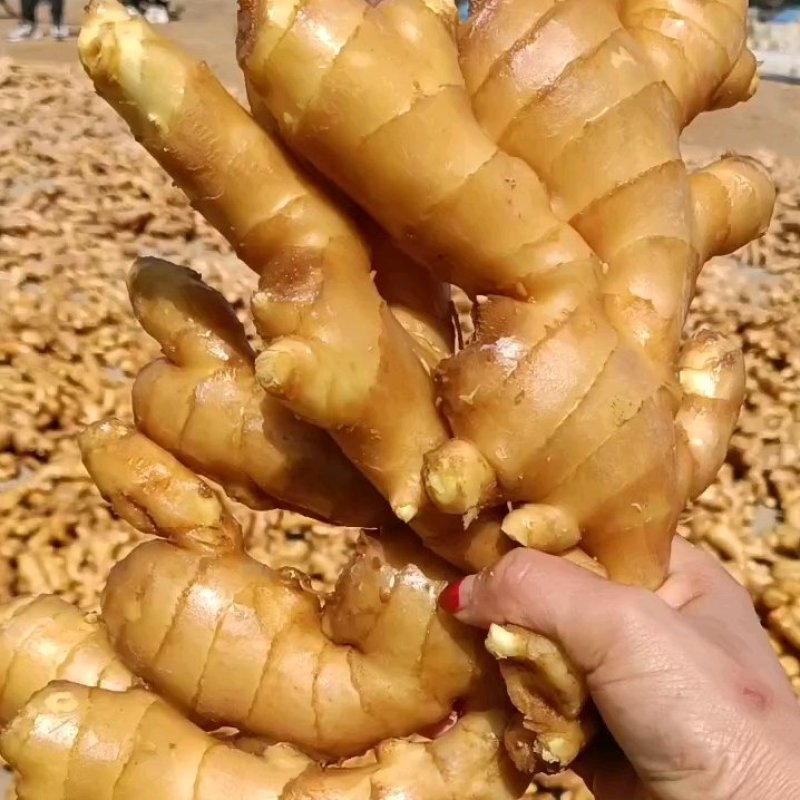 山东【大黄姜小黄姜鲜姜】大量有货色泽鲜艳辣味足