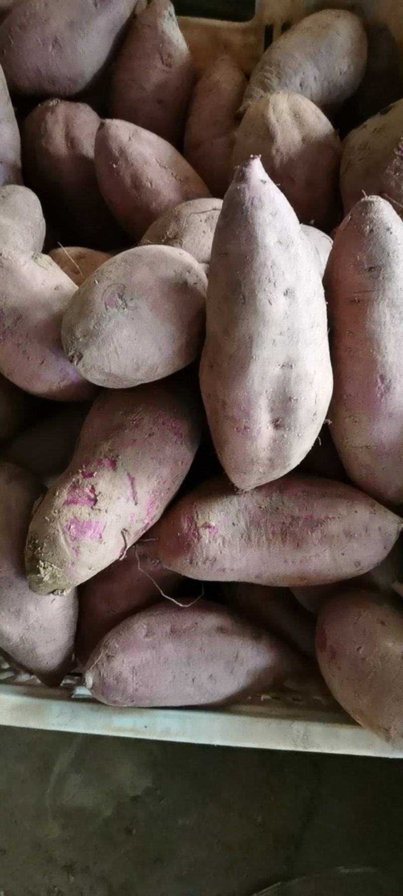 紫薯