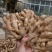 山东【大黄姜小黄姜鲜姜】大量有货色泽鲜艳辣味足
