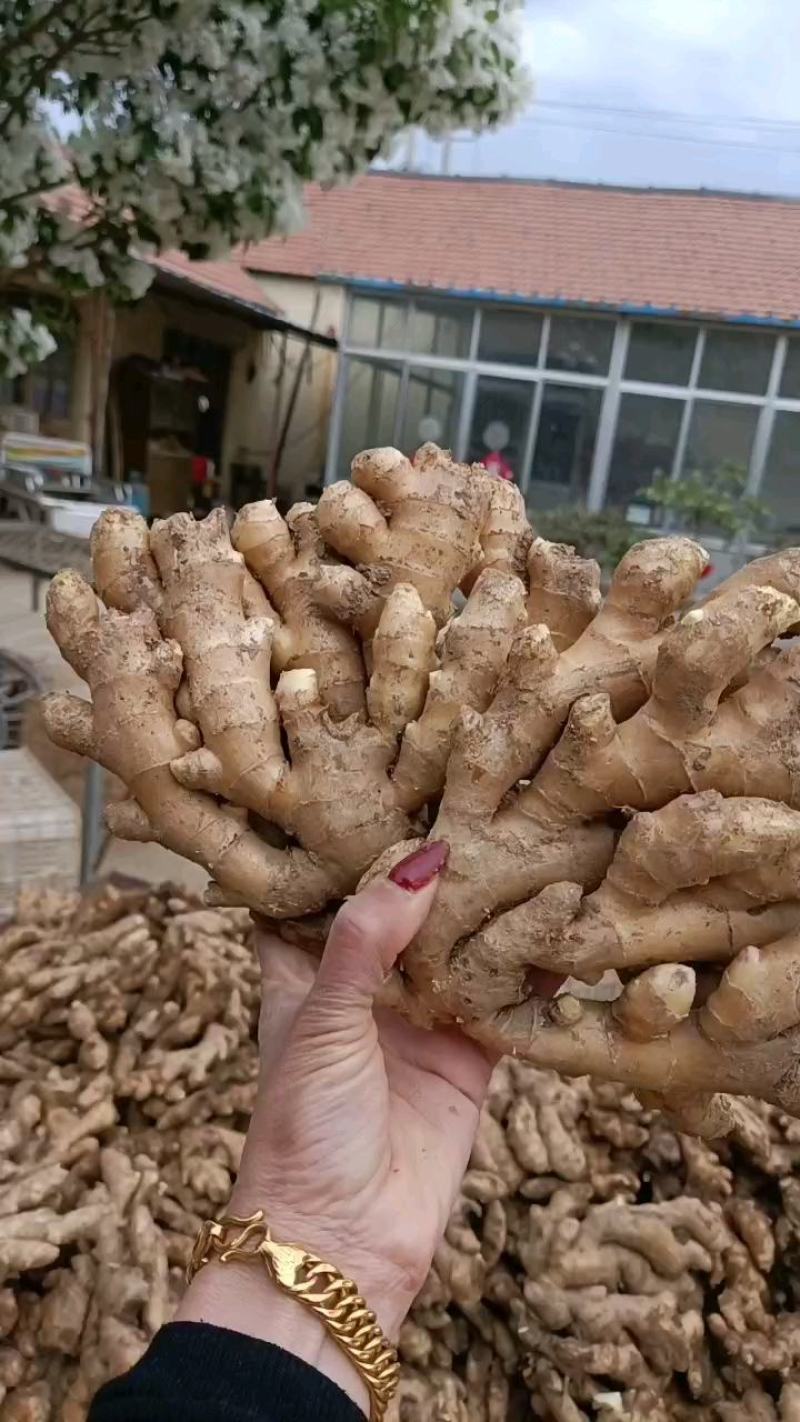 山东【大黄姜小黄姜鲜姜】大量有货色泽鲜艳辣味足