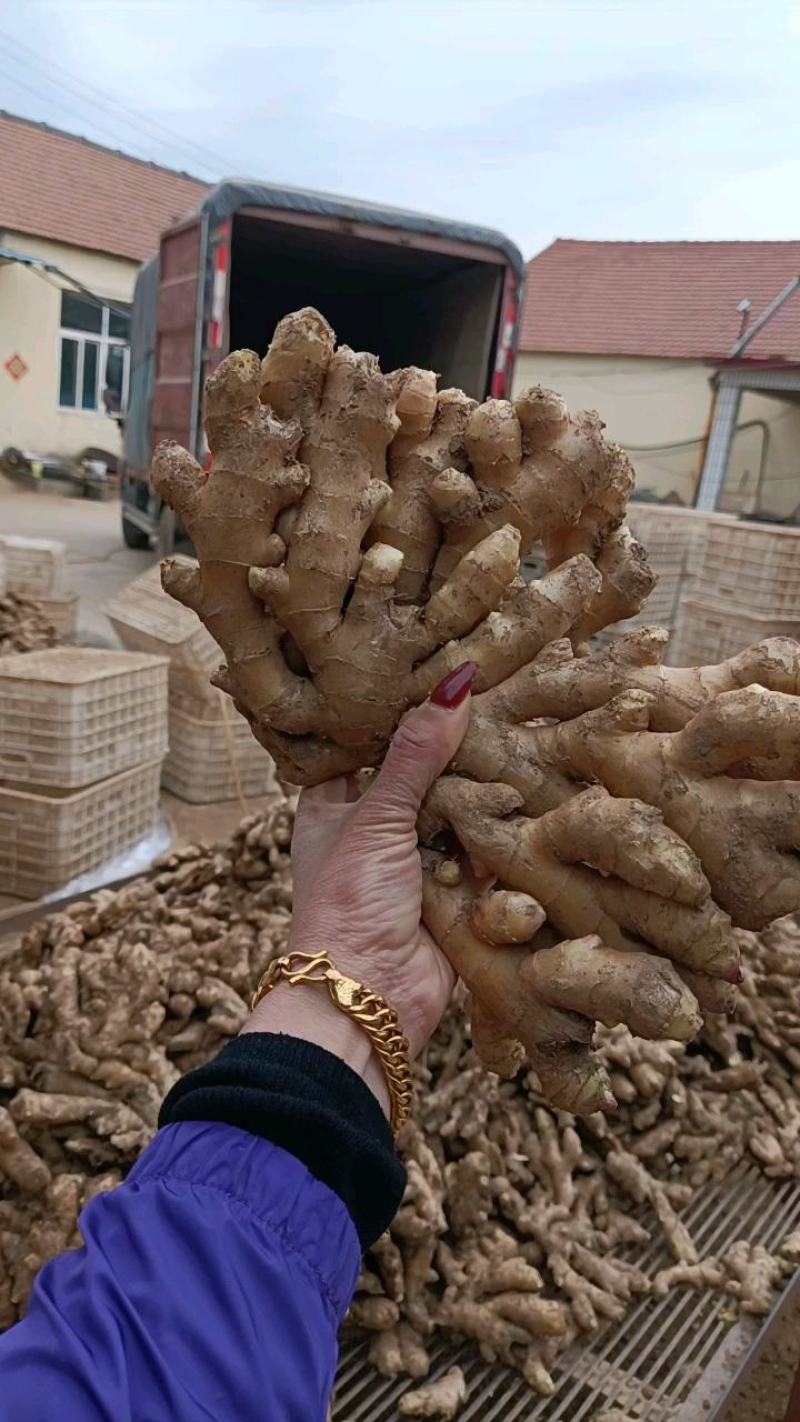 山东【大黄姜小黄姜鲜姜】大量有货色泽鲜艳辣味足