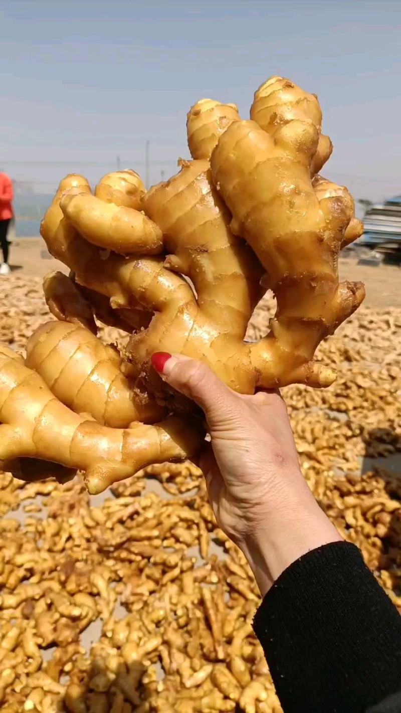 山东【大黄姜小黄姜鲜姜】大量有货色泽鲜艳辣味足