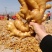 山东【大黄姜小黄姜鲜姜】大量有货色泽鲜艳辣味足