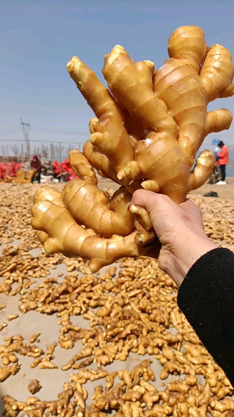 山东【大黄姜小黄姜鲜姜】大量有货色泽鲜艳辣味足