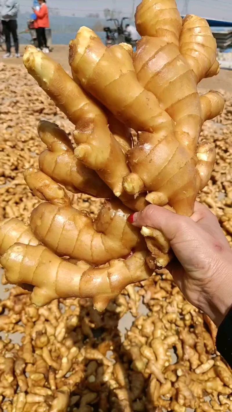 山东【大黄姜小黄姜鲜姜】大量有货色泽鲜艳辣味足