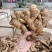 山东【大黄姜小黄姜鲜姜】大量有货色泽鲜艳辣味足