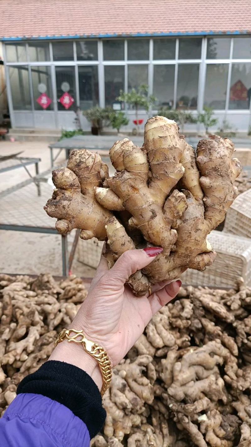 山东【大黄姜小黄姜鲜姜】大量有货色泽鲜艳辣味足