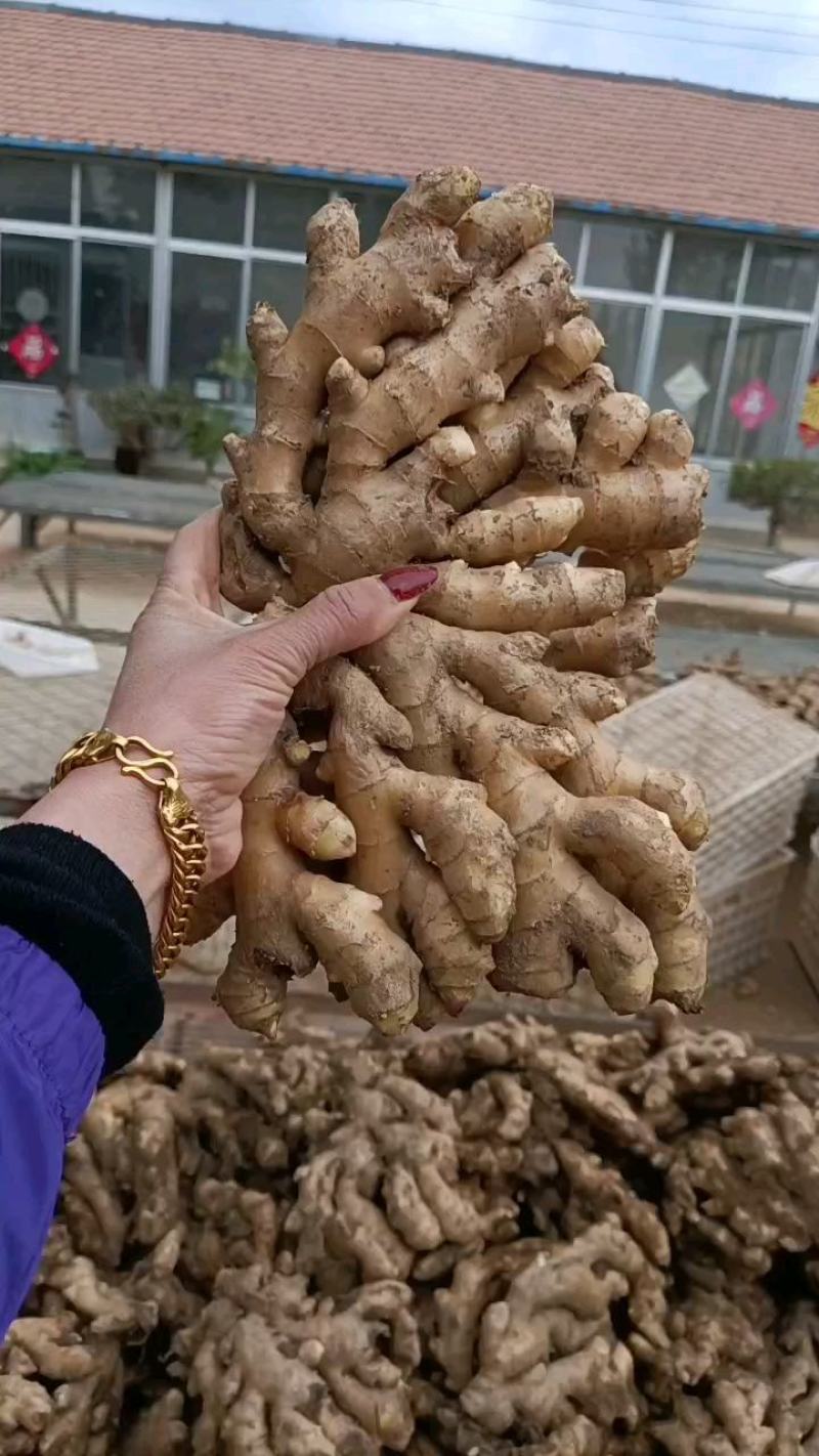 山东【大黄姜小黄姜鲜姜】大量有货色泽鲜艳辣味足
