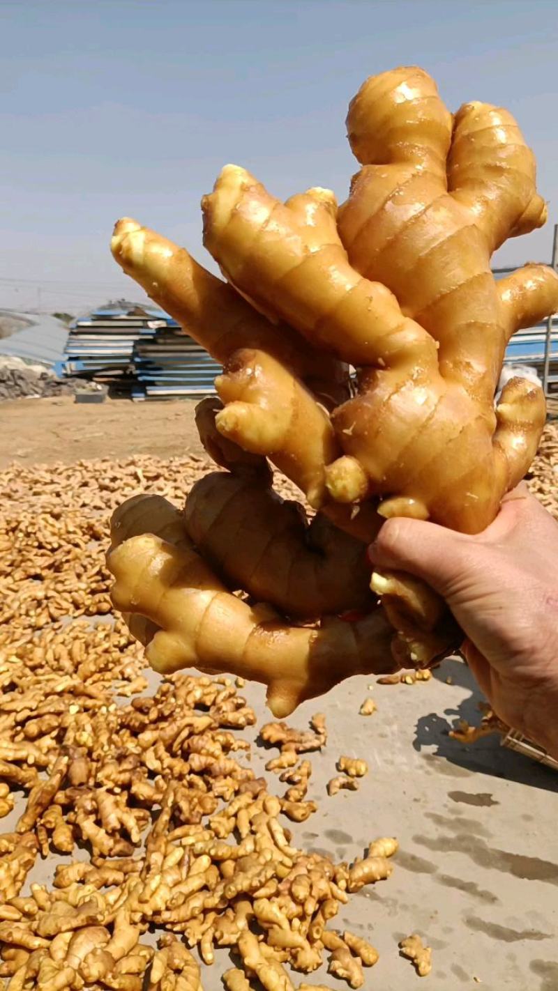 山东【大黄姜小黄姜鲜姜】大量有货色泽鲜艳辣味足