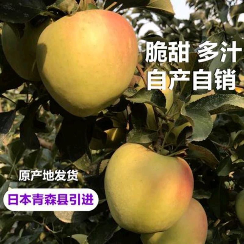 青岛产地青森苹果纯甜无酸，产地直供欢迎骚扰