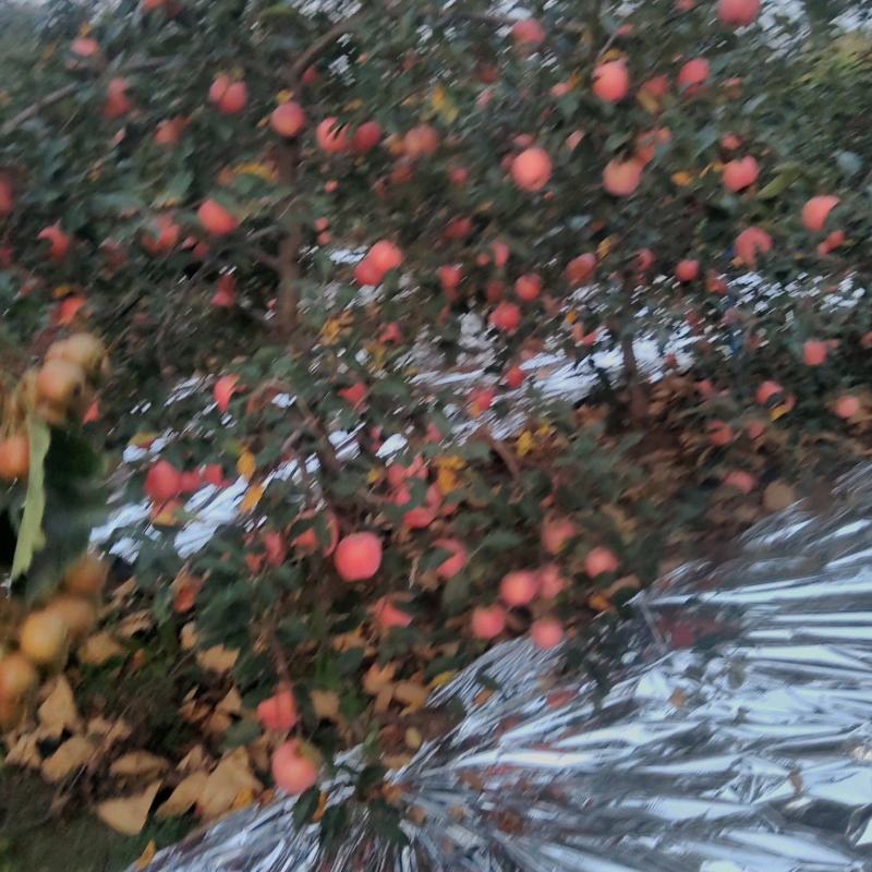 出售岳阳红苹果，红王将苹果