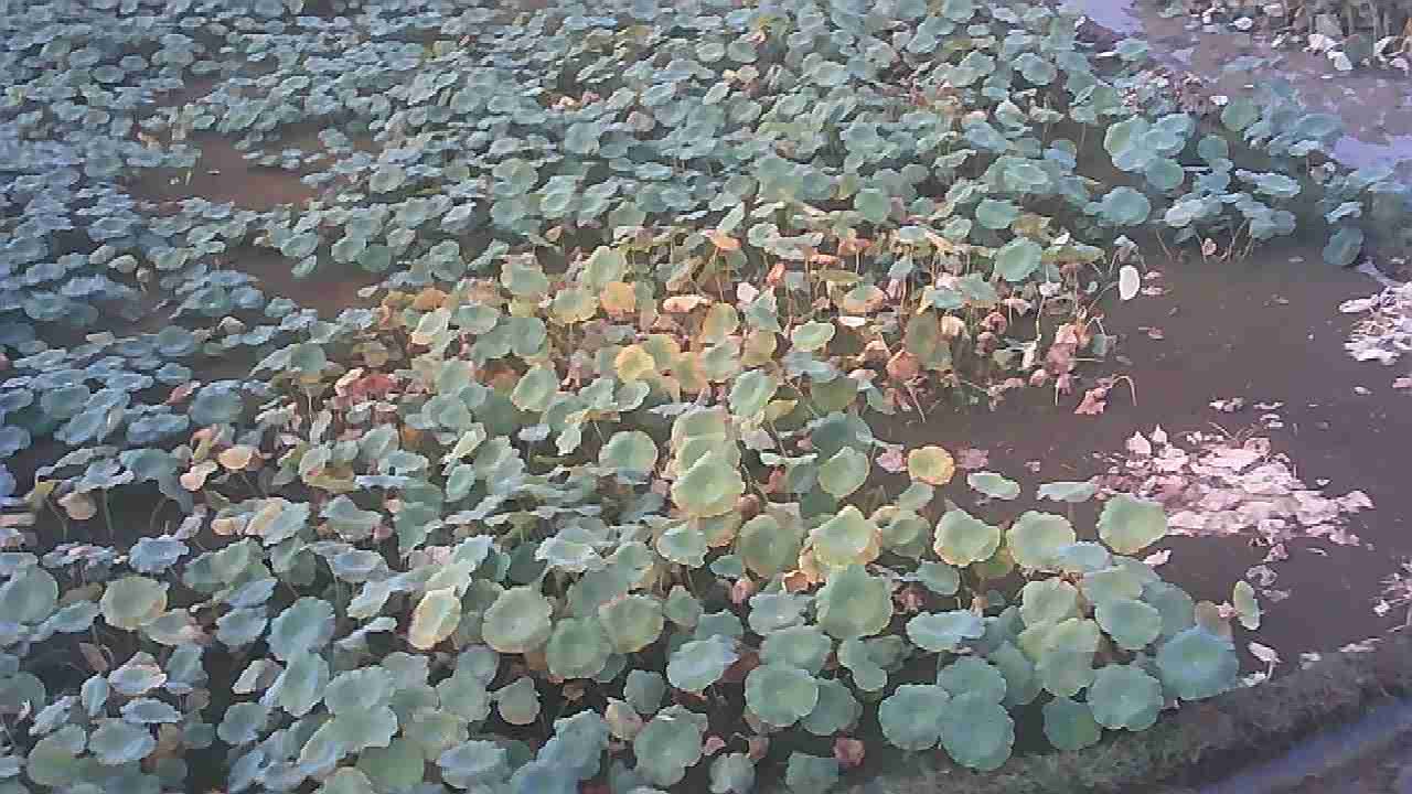莲藕生长田间实景图
