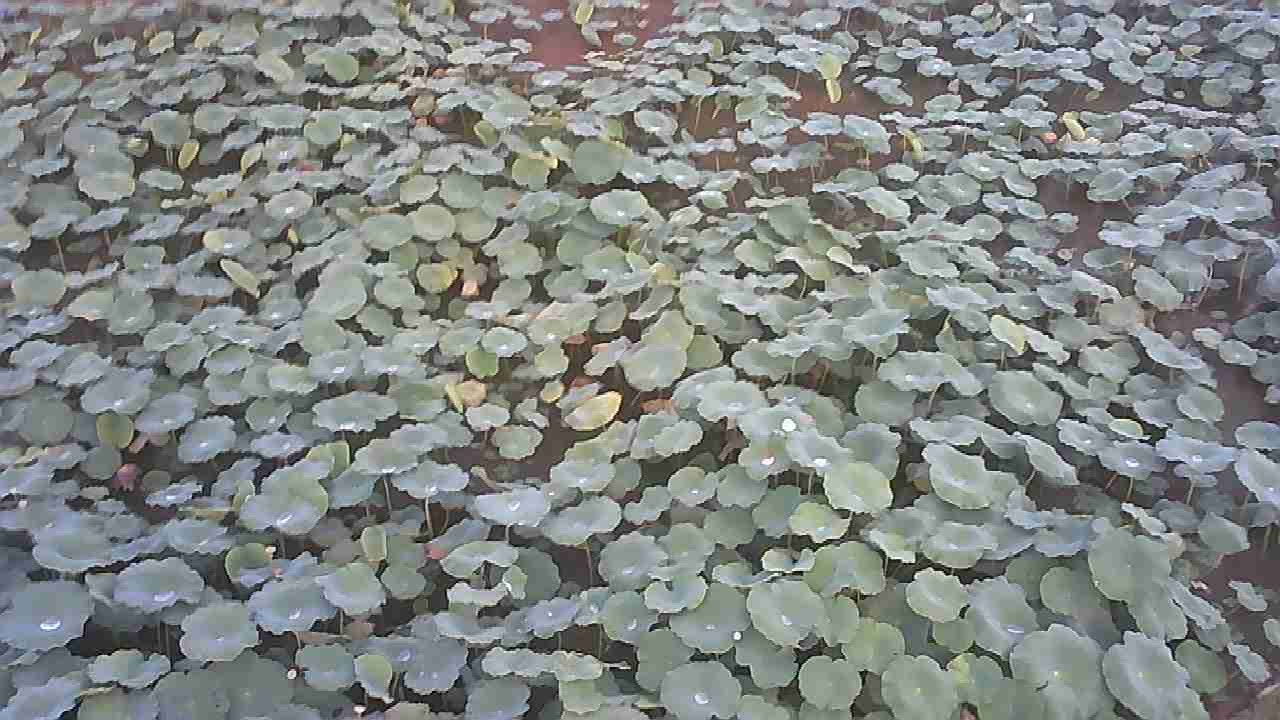 金线莲植株特写