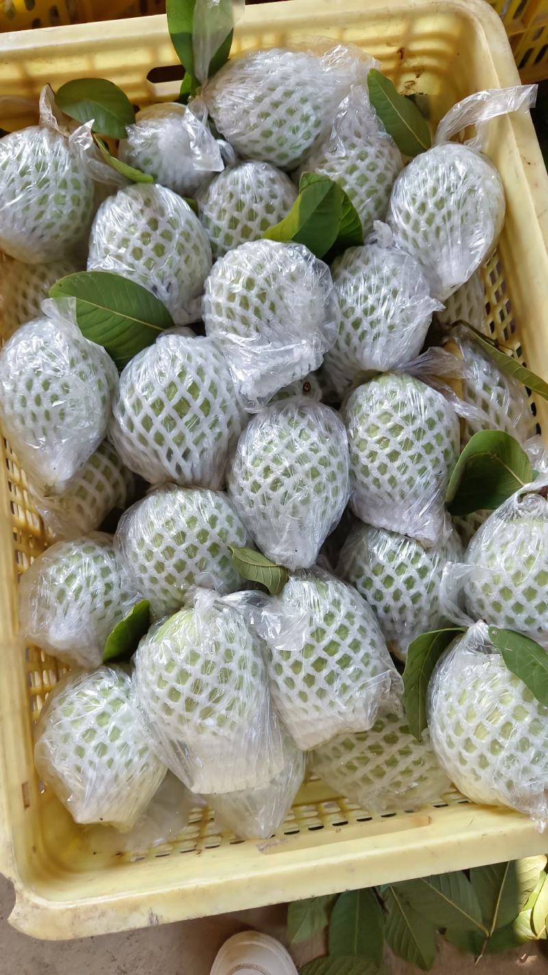 产地红心芭乐番石榴